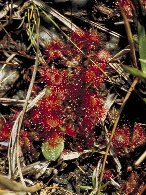 Drosera capillaris (Pink sundew) #3785