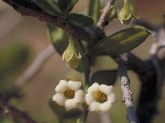 Diospyros texana (Texas persimmon) #3800