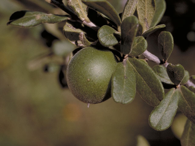 Diospyros texana (Texas persimmon) #3803