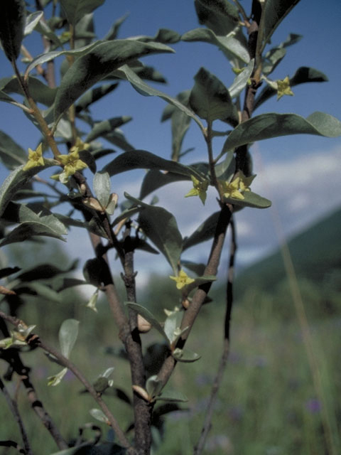 Elaeagnus commutata (Silverberry) #3806