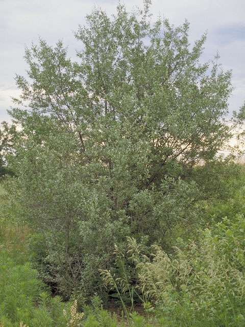 Shepherdia argentea (Silver buffaloberry) #3809