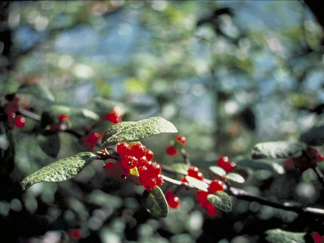 Shepherdia canadensis (Russet buffaloberry) #3811
