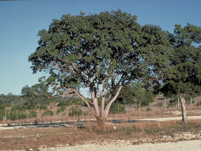 Arbutus xalapensis (Texas madrone) #3817