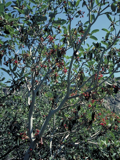 Arbutus xalapensis (Texas madrone) #3822