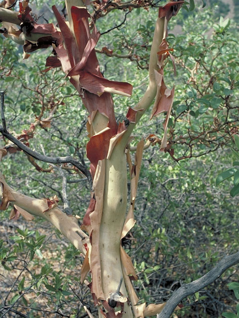Arbutus xalapensis (Texas madrone) #3823