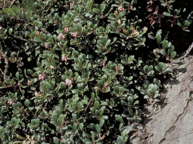 Arctostaphylos uva-ursi (Kinnikinnick) #3837