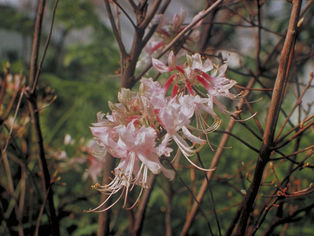 Rhododendron periclymenoides (Pink azalea) #3839