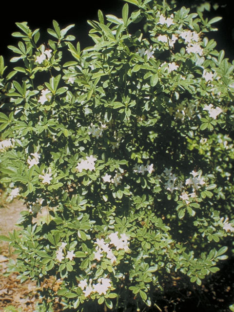 Rhododendron viscosum (Swamp azalea) #3840