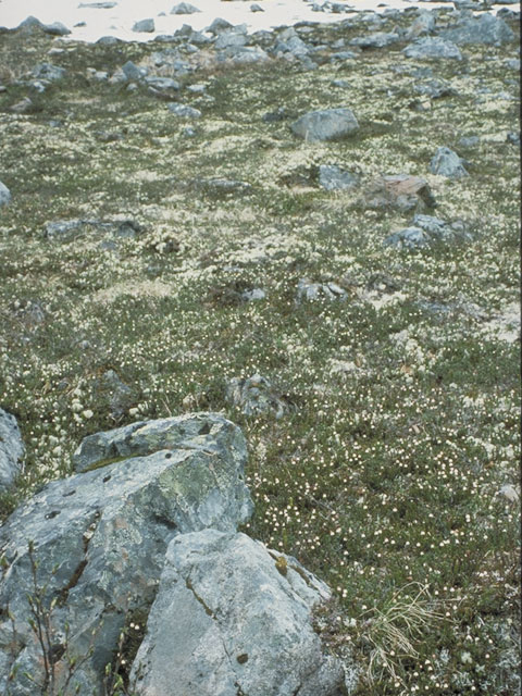 Harrimanella stelleriana (Alaska bellheather) #3842