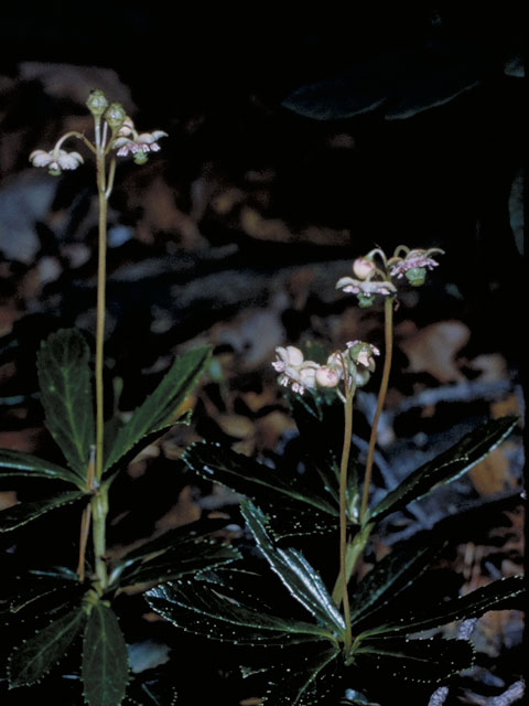 Chimaphila umbellata (Pipsissewa) #3846