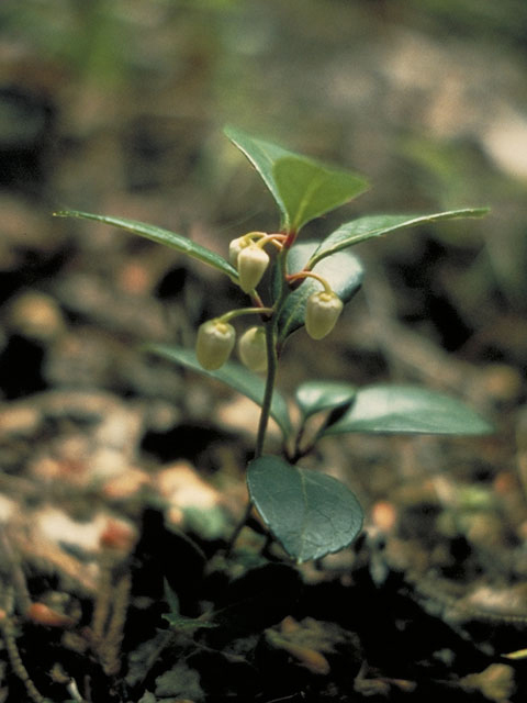 Gaultheria procumbens (Eastern teaberry) #3856