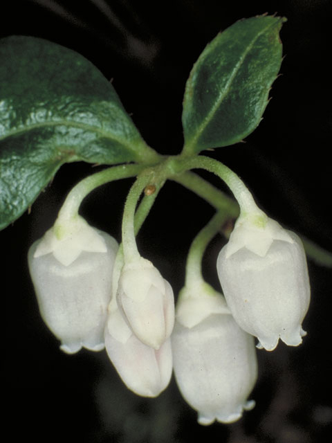 Gaultheria procumbens (Eastern teaberry) #3857