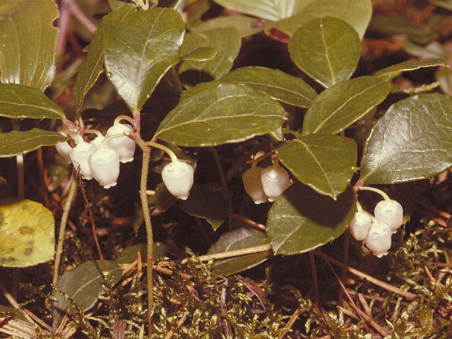 Gaultheria procumbens (Eastern teaberry) #3858