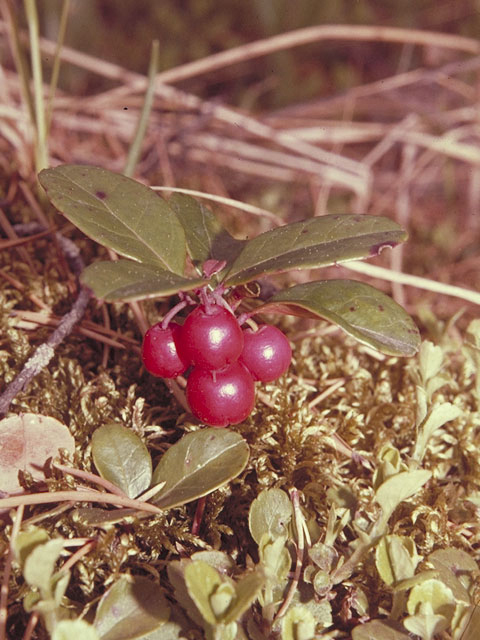 Gaultheria procumbens (Eastern teaberry) #3859