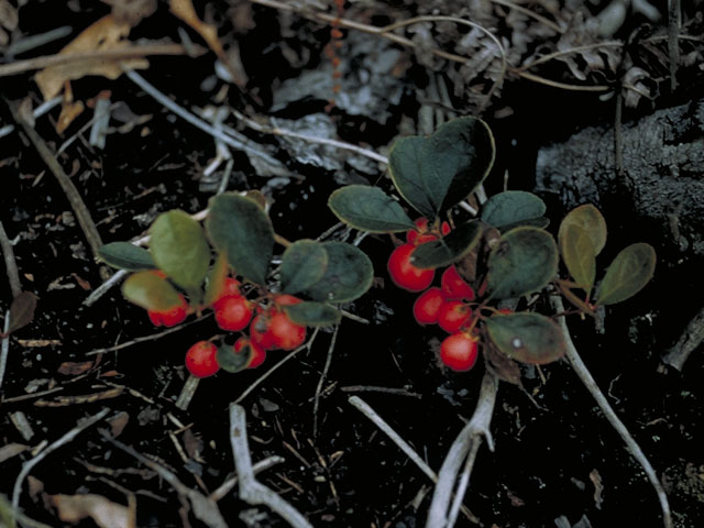 Gaultheria procumbens (Eastern teaberry) #3860