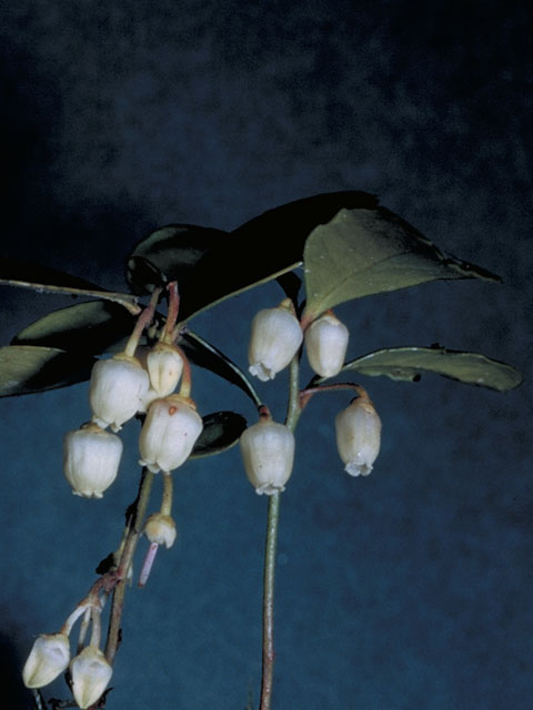 Gaultheria procumbens (Eastern teaberry) #3861