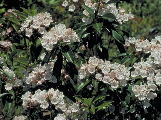 Kalmia latifolia (Mountain laurel) #3868