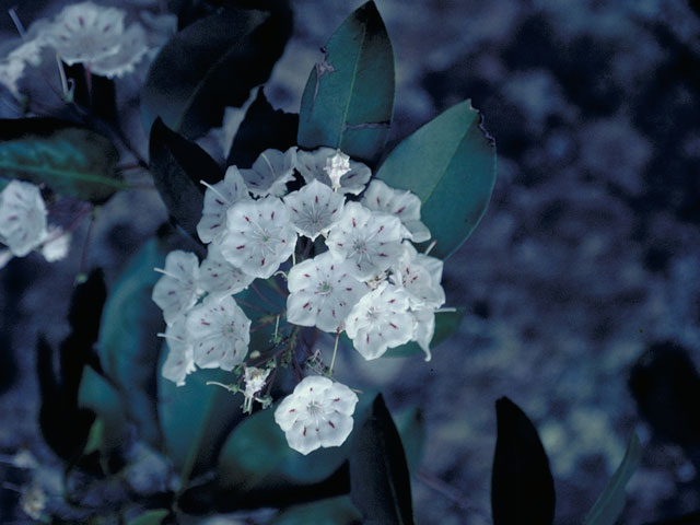 Kalmia latifolia (Mountain laurel) #3869