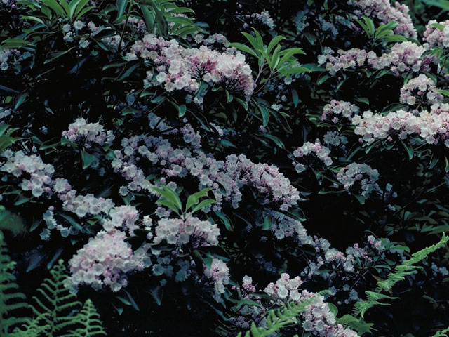 Kalmia latifolia (Mountain laurel) #3870