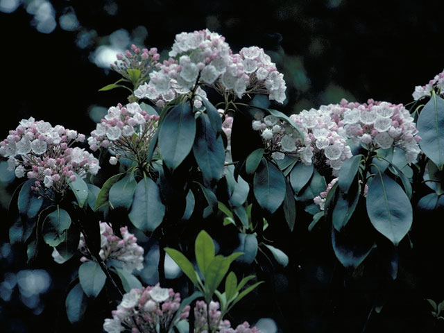 Kalmia latifolia (Mountain laurel) #3872