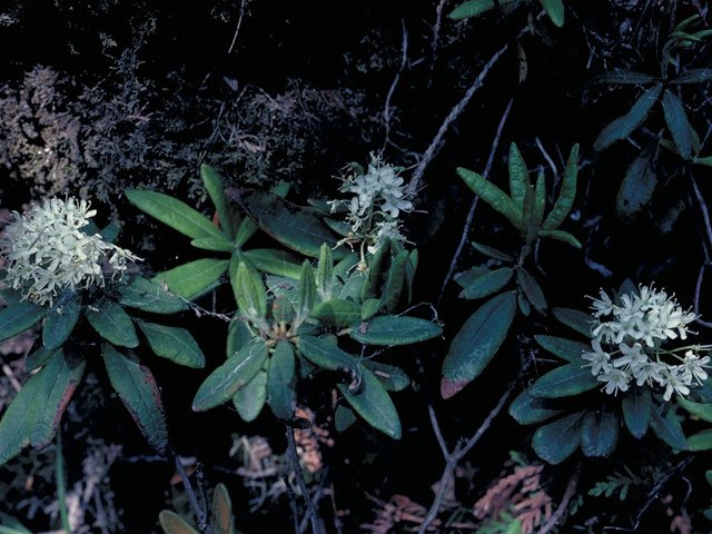 Ledum groenlandicum (Bog labrador tea) #3877