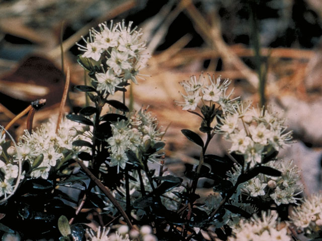 Leiophyllum buxifolium (Sandmyrtle) #3879