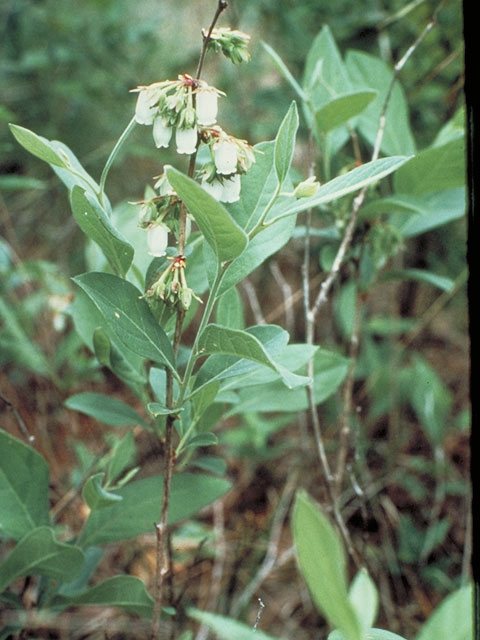 Lyonia mariana (Piedmont staggerbush) #3886