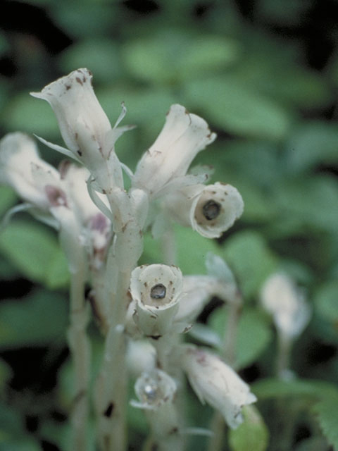Monotropa uniflora (Indianpipe) #3889