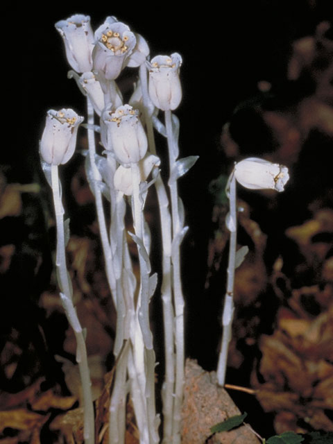 Monotropa uniflora (Indianpipe) #3890