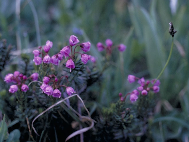 Phyllodoce empetriformis (Pink mountain heath) #3905
