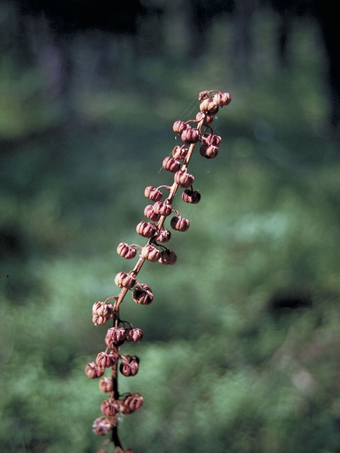 Pterospora andromedea (Woodland pinedrops) #3907