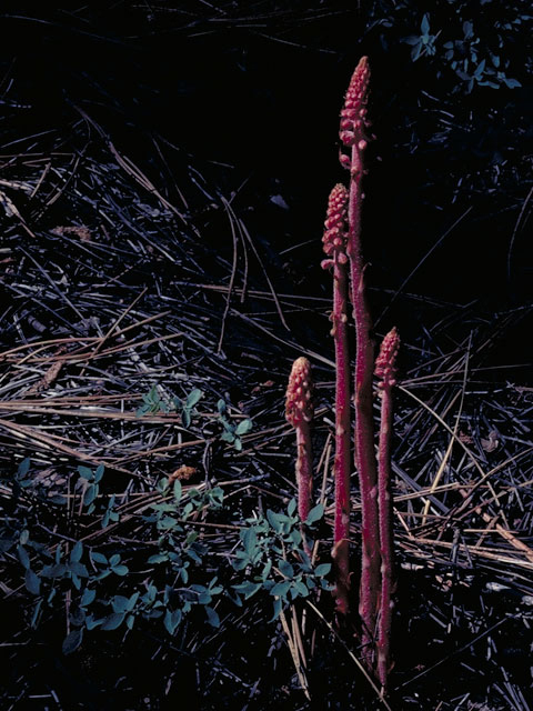 Pterospora andromedea (Woodland pinedrops) #3908