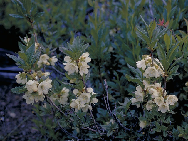 Rhododendron albiflorum (Cascade azalea) #3912