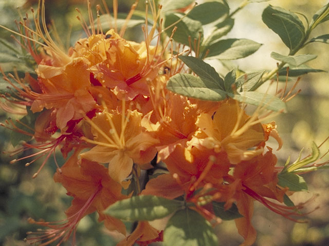 Rhododendron calendulaceum (Flame azalea) #3920