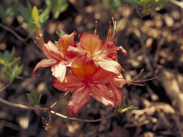 Rhododendron calendulaceum (Flame azalea) #3921