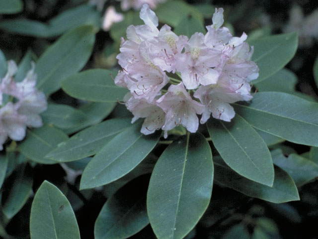 Rhododendron catawbiense (Catawba rosebay) #3927