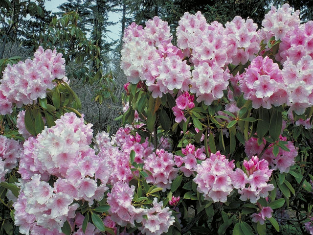 Rhododendron macrophyllum (Pacific rhododendron) #3928