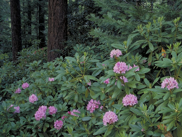 Rhododendron macrophyllum (Pacific rhododendron) #3930