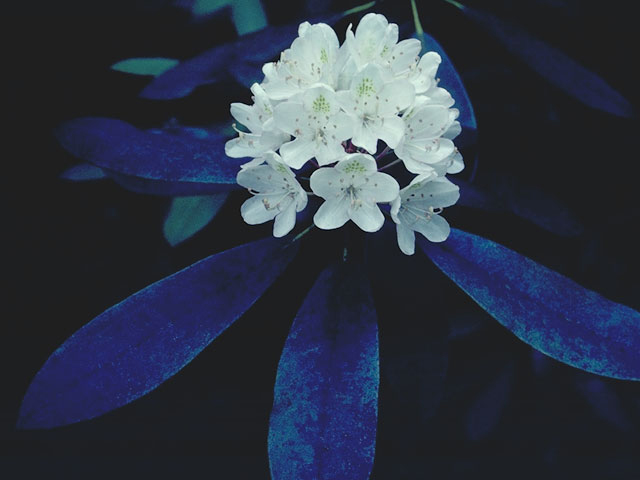 Rhododendron maximum (Great laurel) #3932