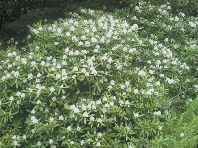 Rhododendron maximum (Great laurel) #3934