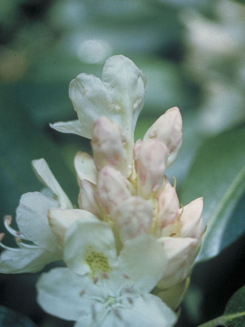 Rhododendron maximum (Great laurel) #3935