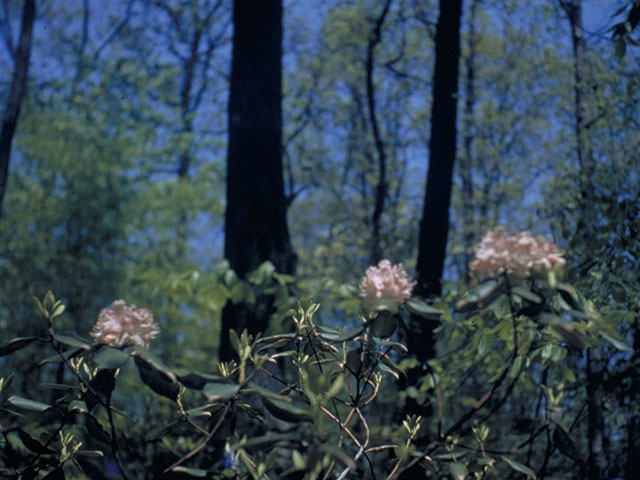 Rhododendron minus (Piedmont rhododendron) #3936
