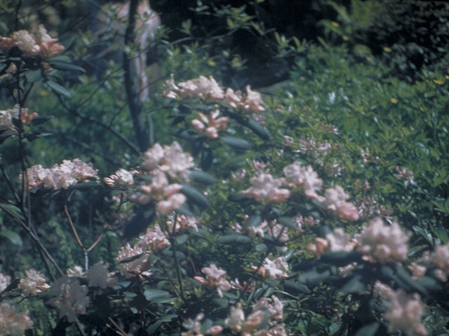 Rhododendron minus (Piedmont rhododendron) #3937