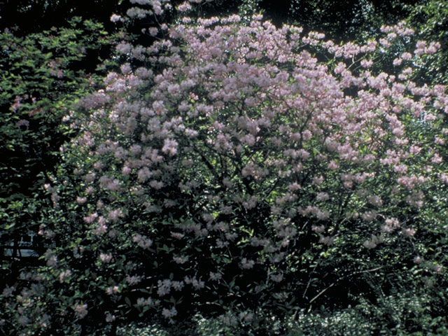 Rhododendron periclymenoides (Pink azalea) #3940