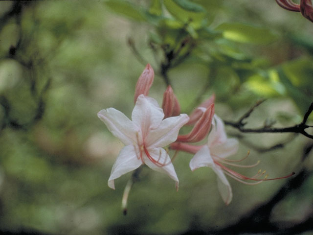 Rhododendron periclymenoides (Pink azalea) #3941