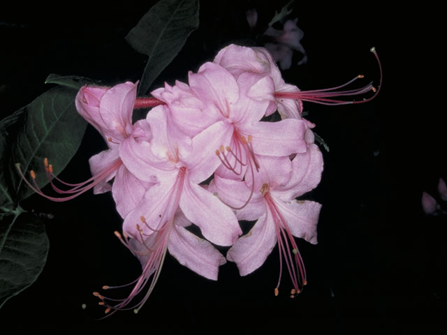Rhododendron prinophyllum (Early azalea) #3944
