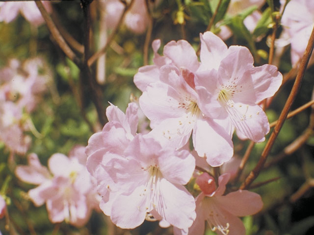 Rhododendron vaseyi (Pinkshell azalea) #3952