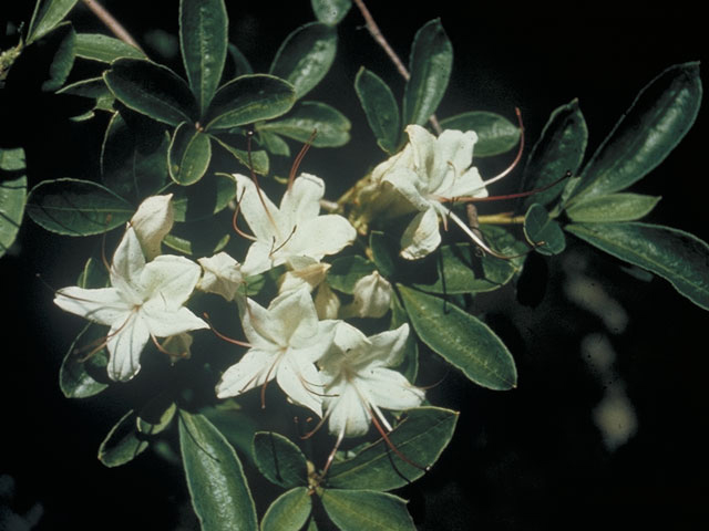 Rhododendron viscosum (Swamp azalea) #3954