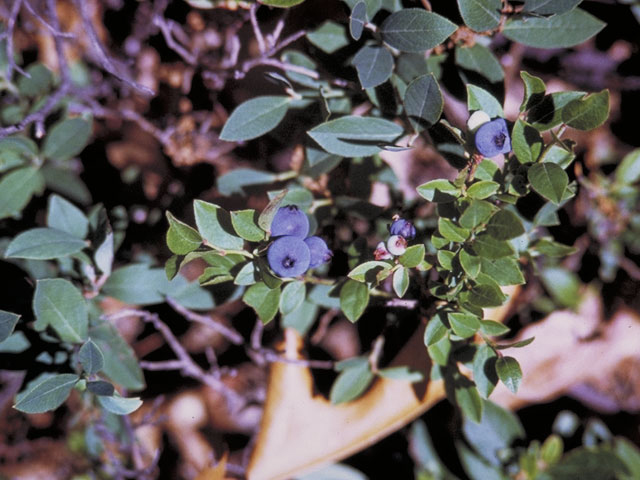 Vaccinium myrtilloides (Velvetleaf huckleberry) #3965