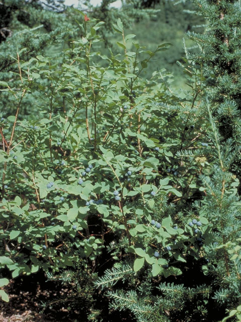 Vaccinium ovalifolium (Oval-leaf blueberry) #3969
